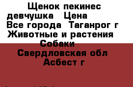 Щенок пекинес девчушка › Цена ­ 2 500 - Все города, Таганрог г. Животные и растения » Собаки   . Свердловская обл.,Асбест г.